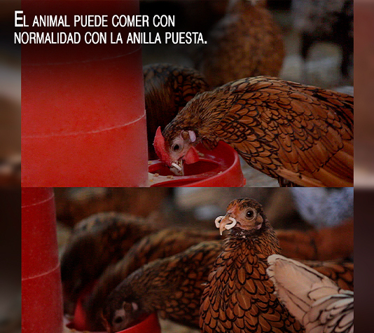 anilla para que las aves no se piquen 