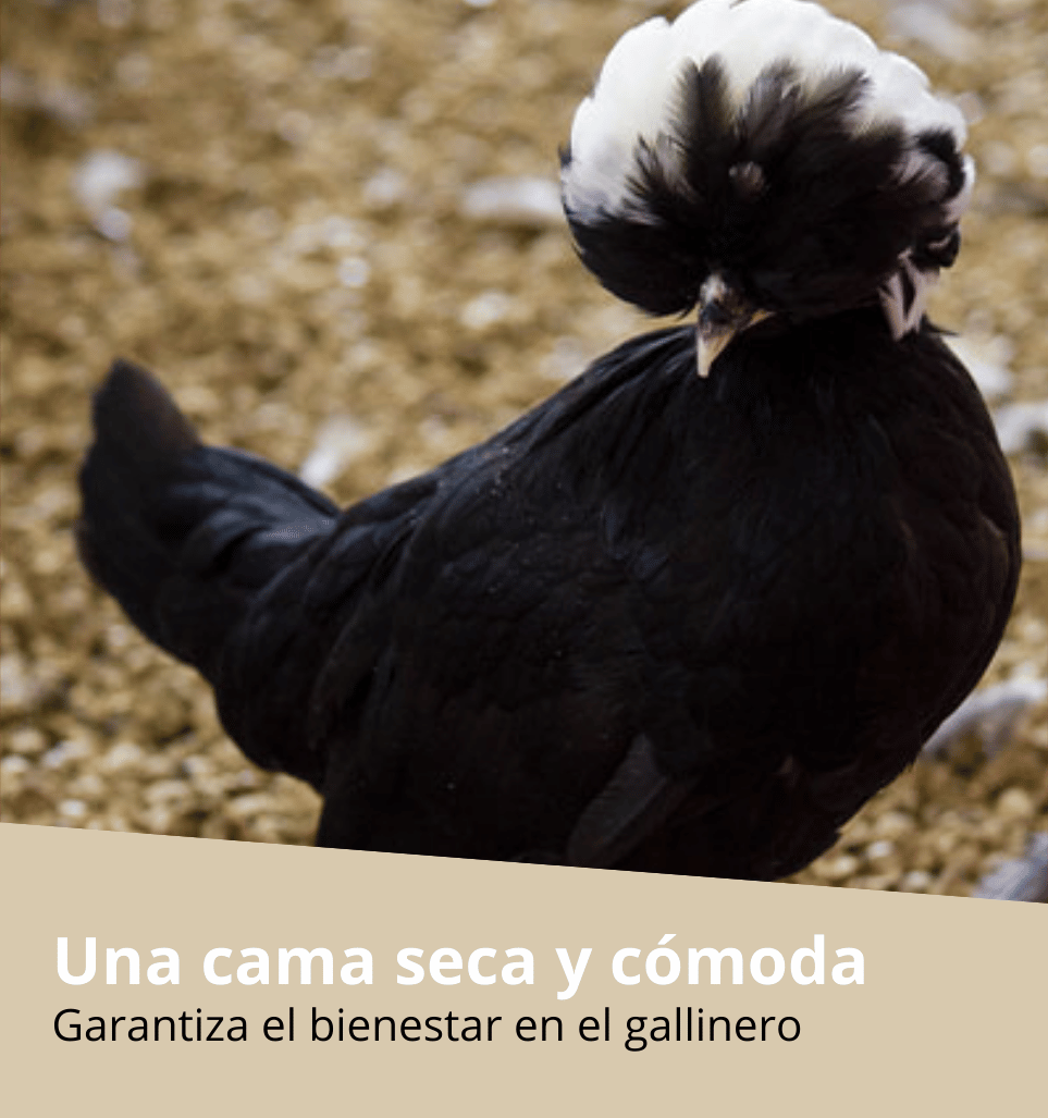 Garantiza una cama seca para las aves