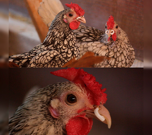 anilla antipicaje para animales con pico