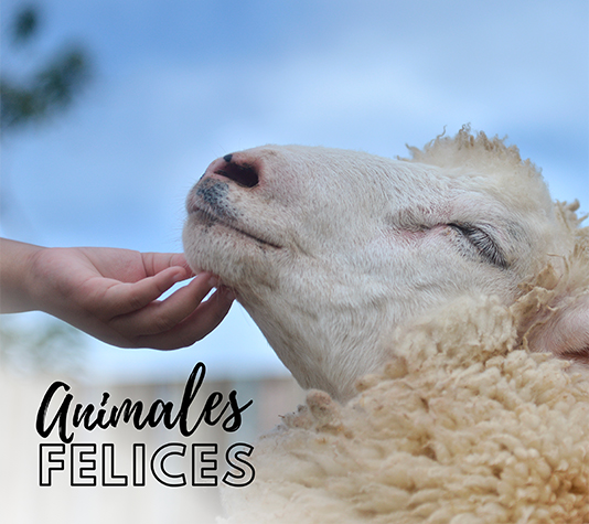 comedero de metal para ovejas