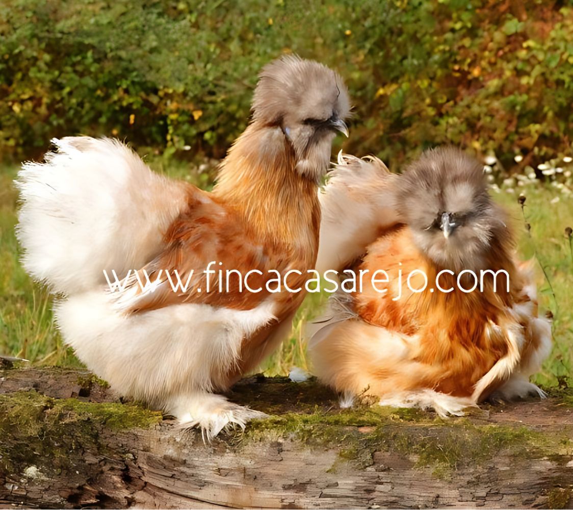 Pareja gallina Sedosa azul dorado aperdizado	