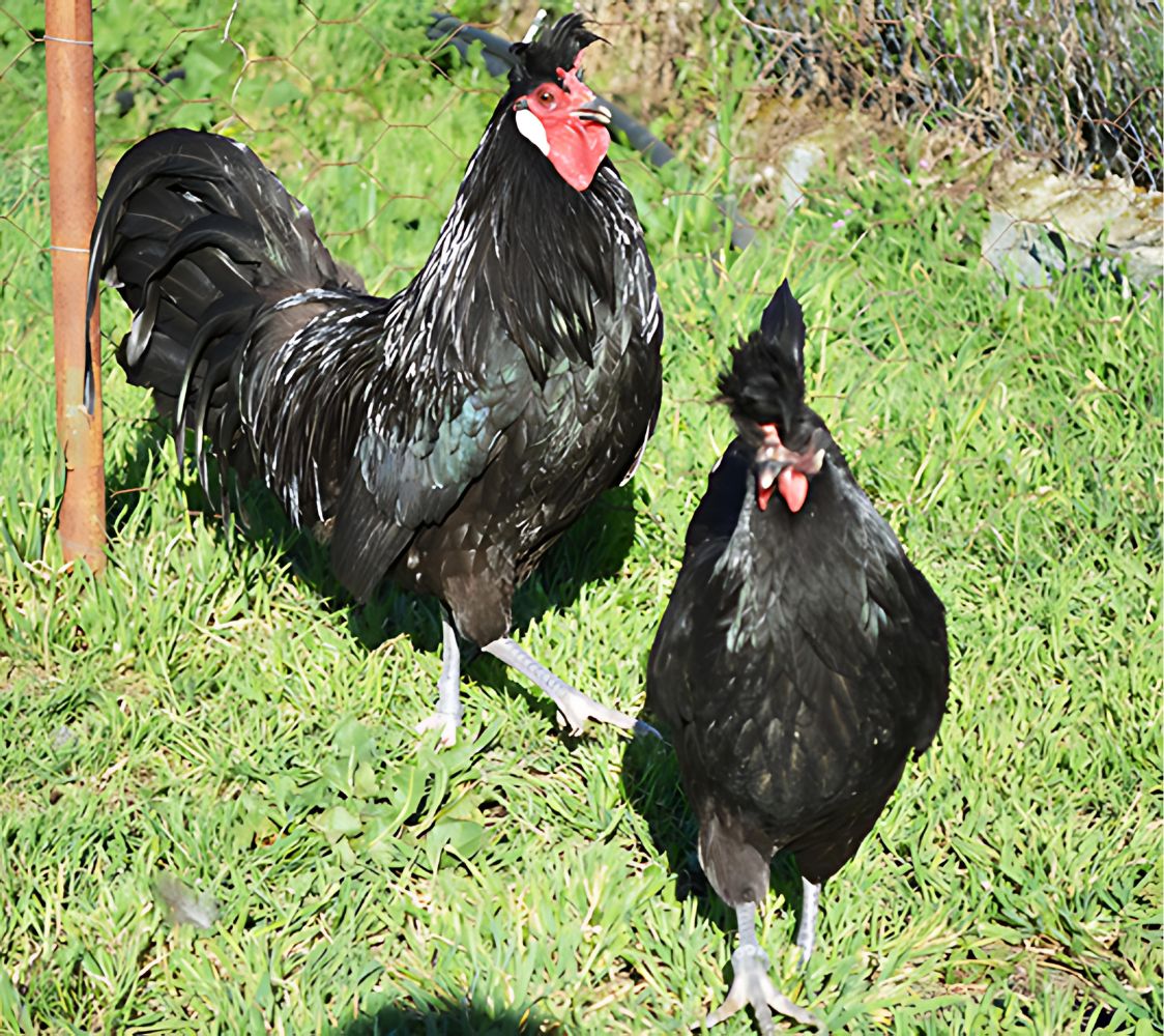 Pareja gallina de raza Appenzeller negro