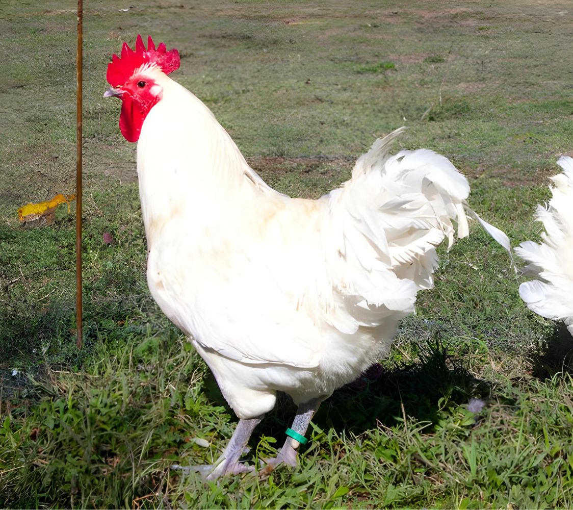 gallo australorp blanco 	