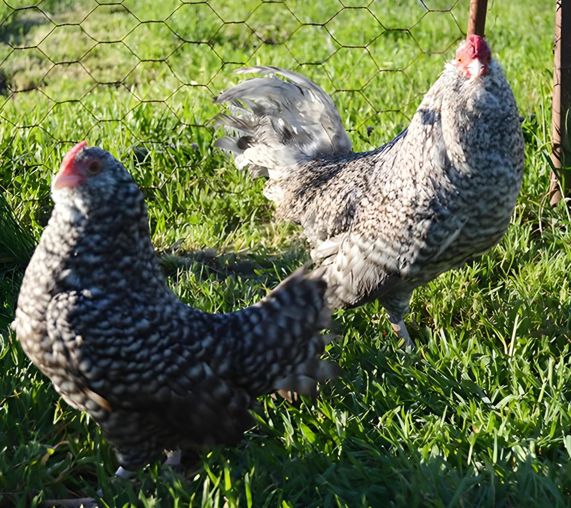 gallinas de raza barbuda de amberes color barrado	