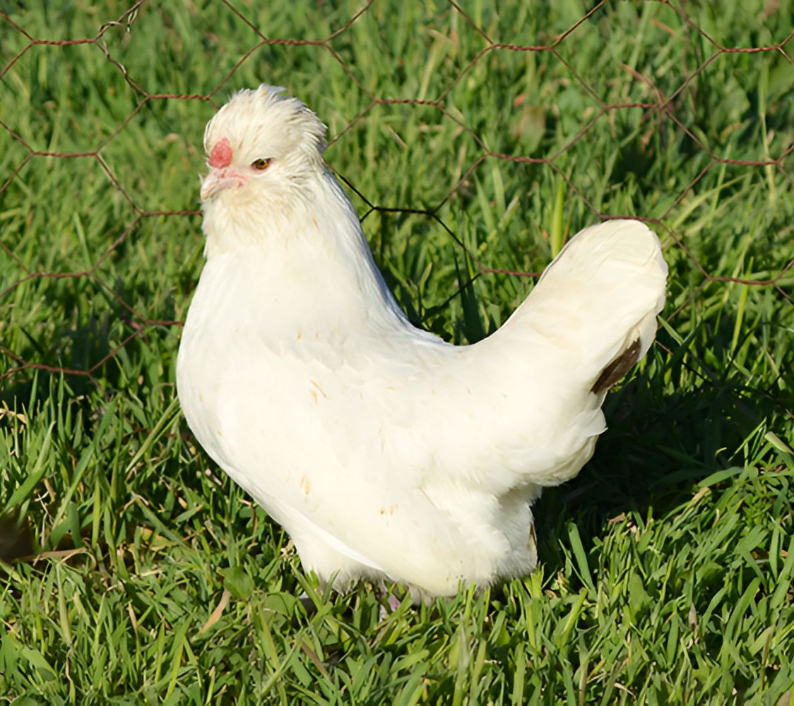 gallina de raza barbuda de watermael color blanco	