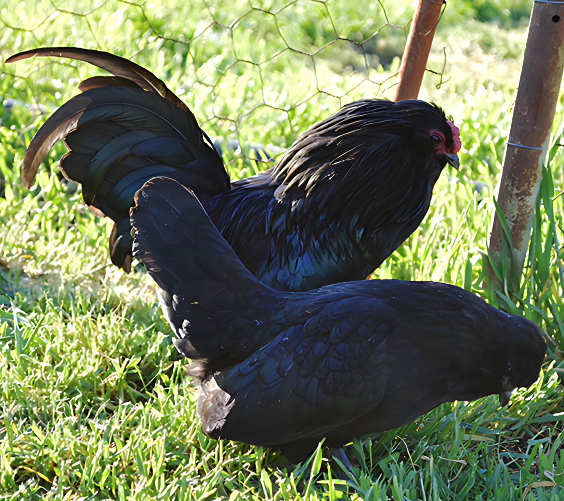 gallinas de raza barbuda de watermael color negro	