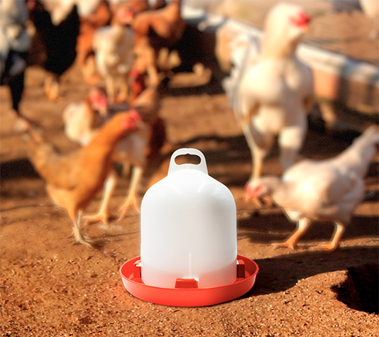 bebedero para gallinas que mantiene el agua limpia