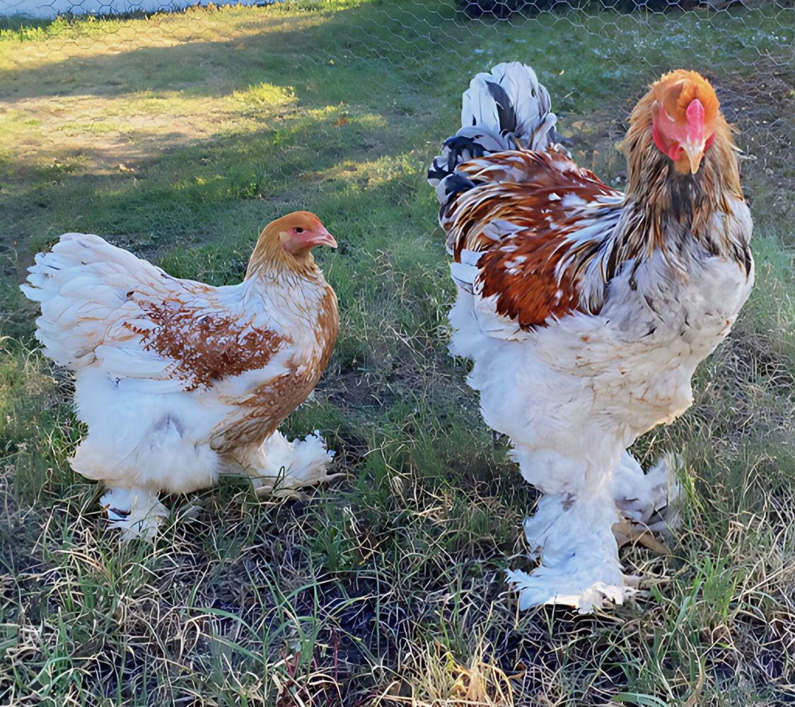 pareja brahma dorado aperdizado splash	