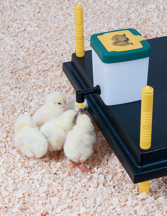 bebedero de medio litro para pollitos