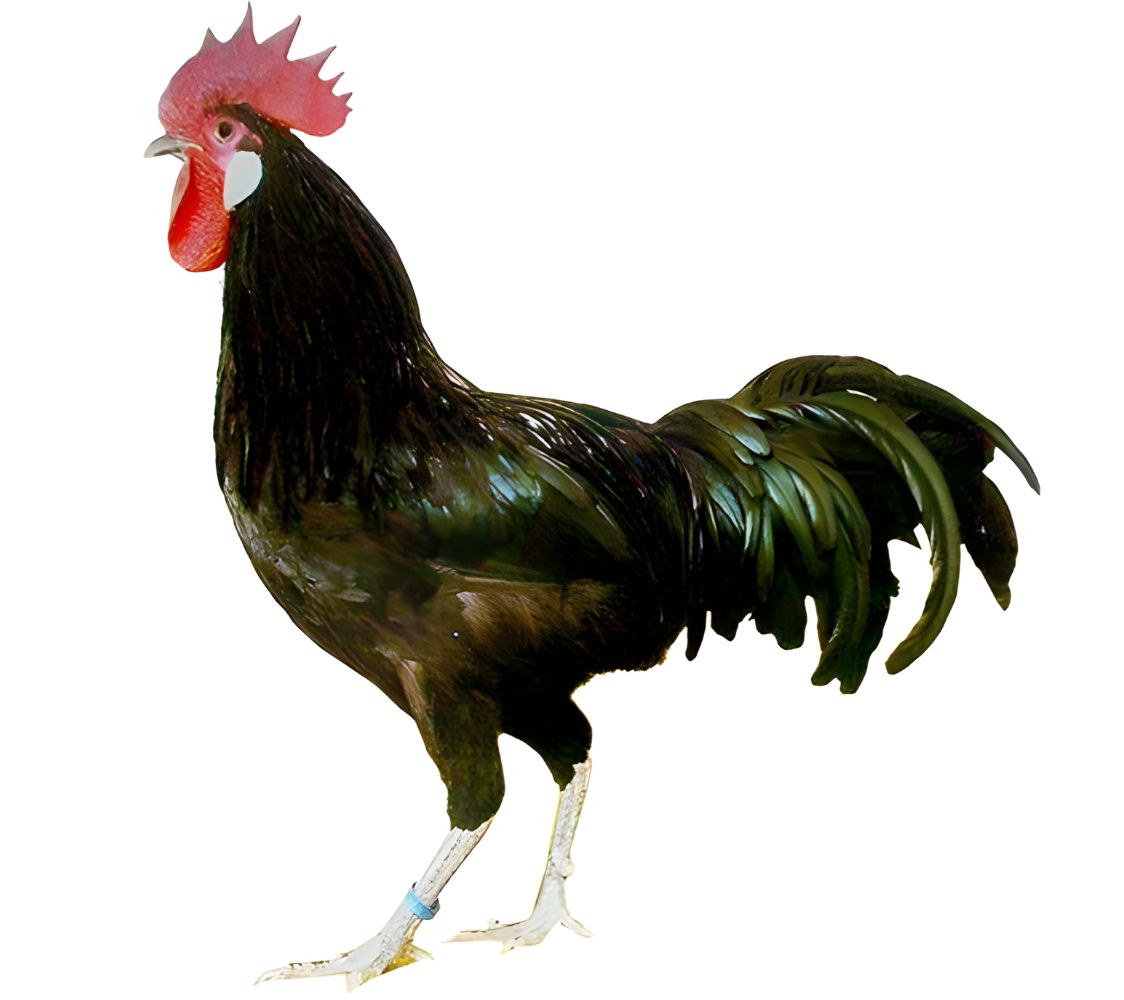 macho bresse color negro	