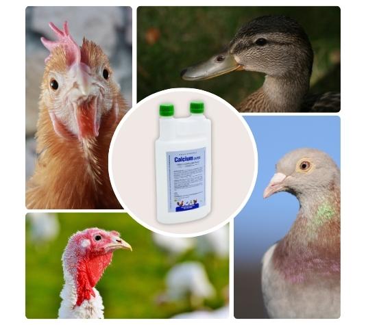 Suplemento de calcio para aves