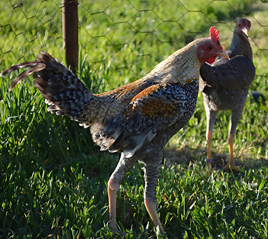 Pareja de combatiente ingles moderno tamaño enano	