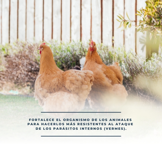 Producto natural contra vermes en gallinas