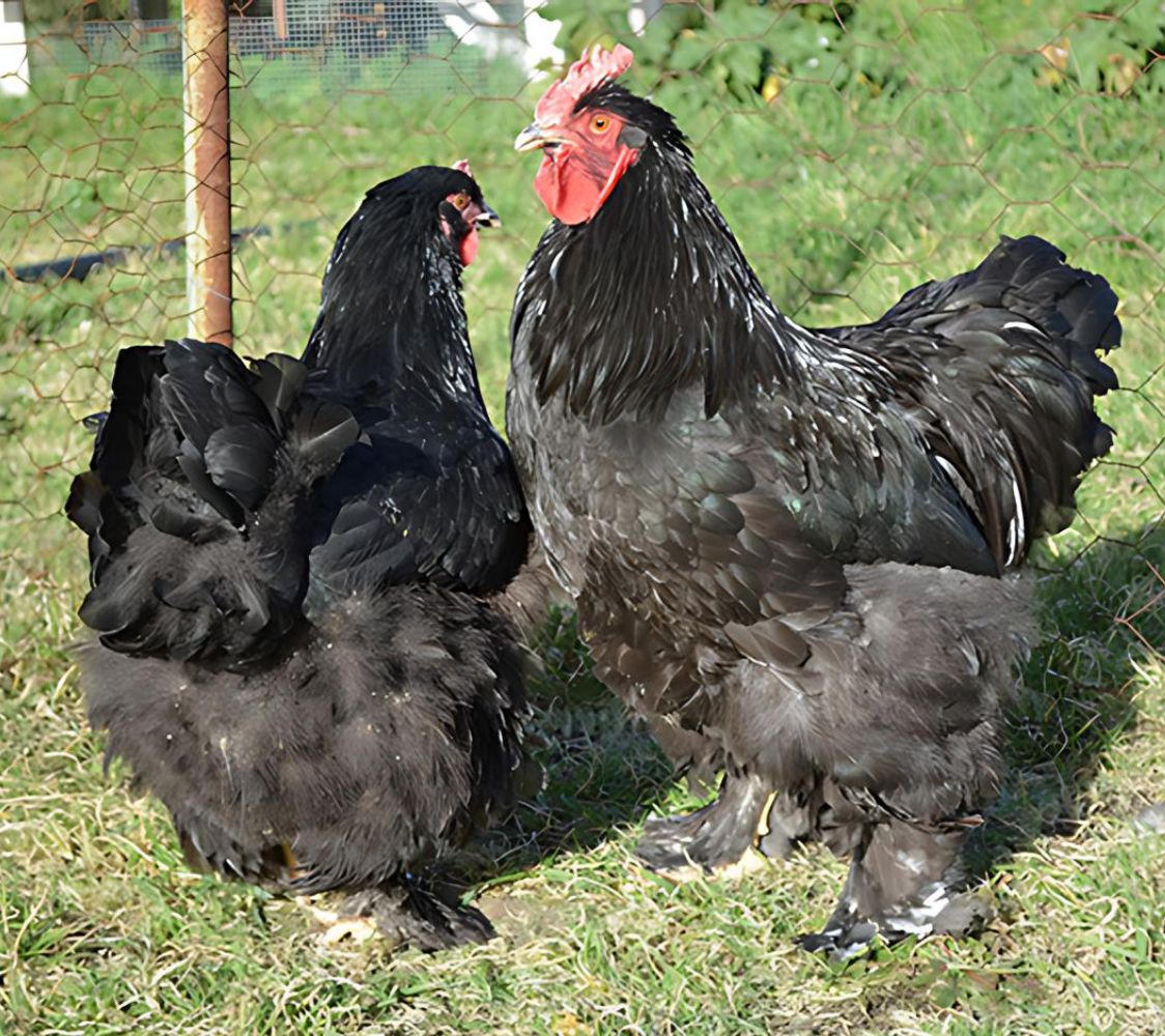 pareja gallinas gigantes cochinchina negra	