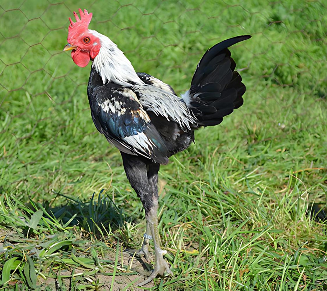 macho de combatiente ingles moderno enano	