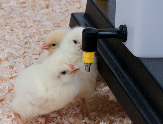 bebedero de chupete para pollitos