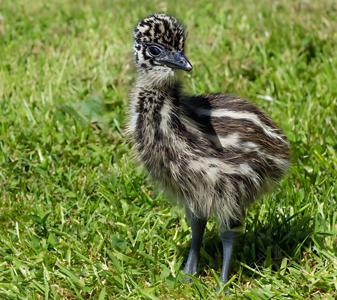 Venta de emús: aves disponibles en la web de Finca Casarejo	