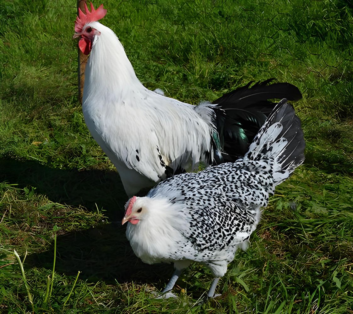 pareja frisona alemana plateada salpicada de negro	