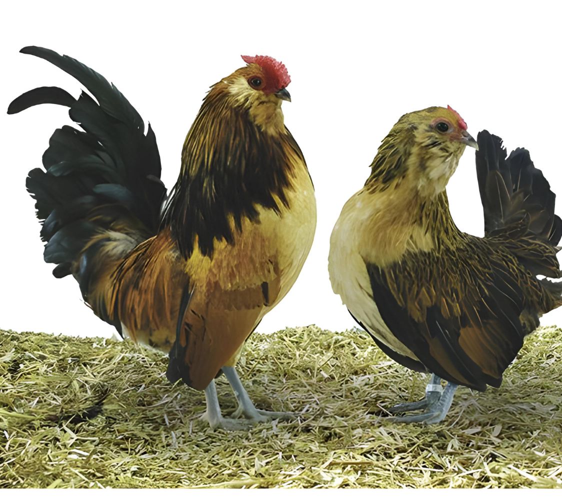 Pareja gallinas Barbuda de Amberes codorniz	