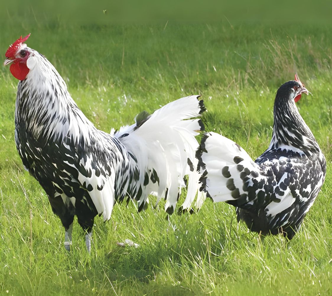 Gallina de raza hamburgo enano	