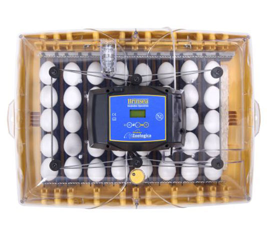 incubadora brinsea ovation 56 zoológica digital