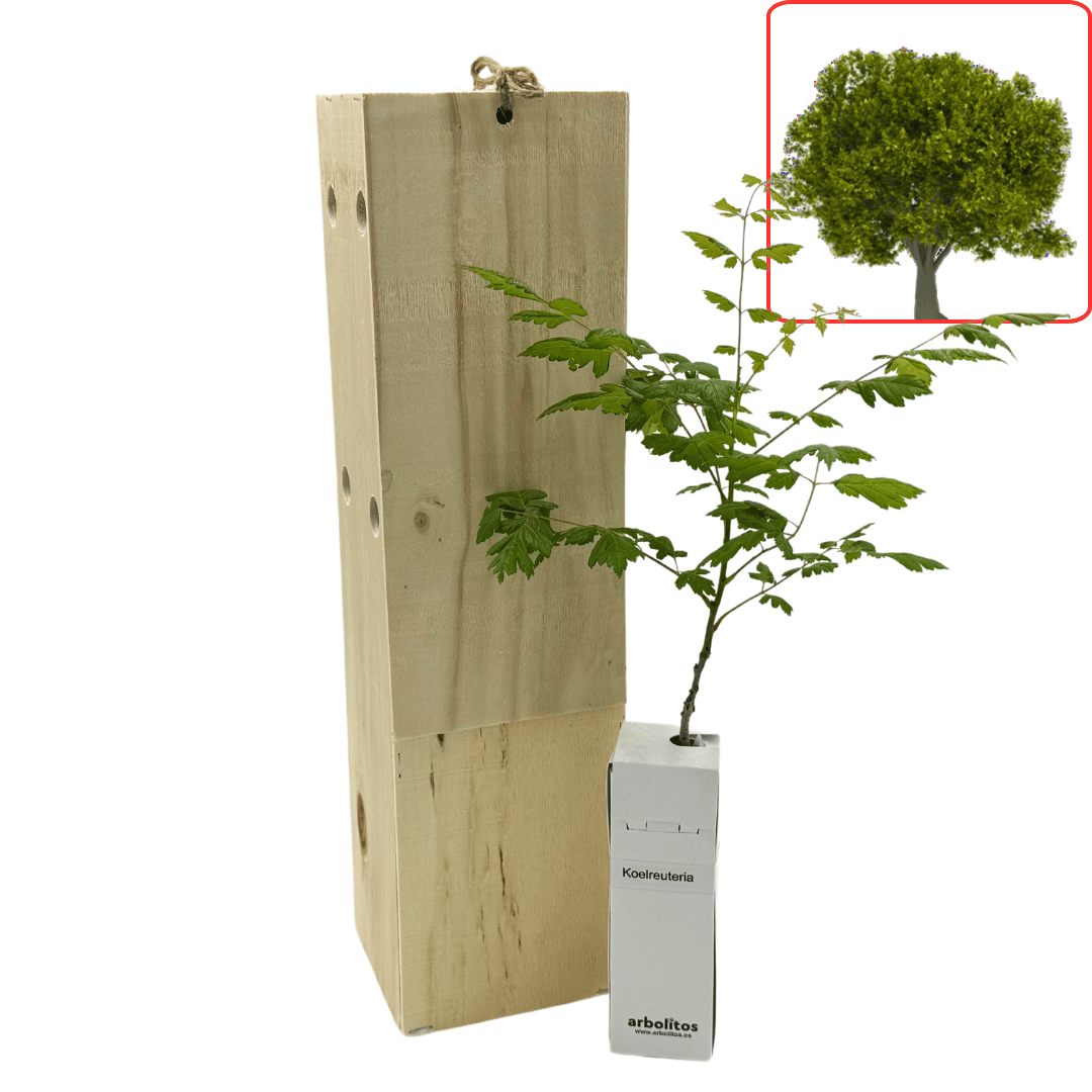 Árbol de hoja bipinnada.