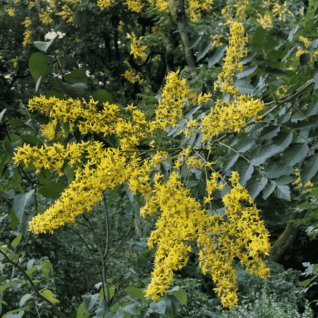 Parte importante del ecosistema