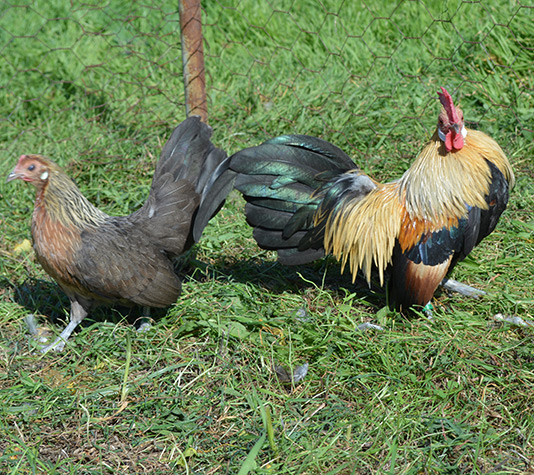 pareja de gallinas kikas kriel holandesa