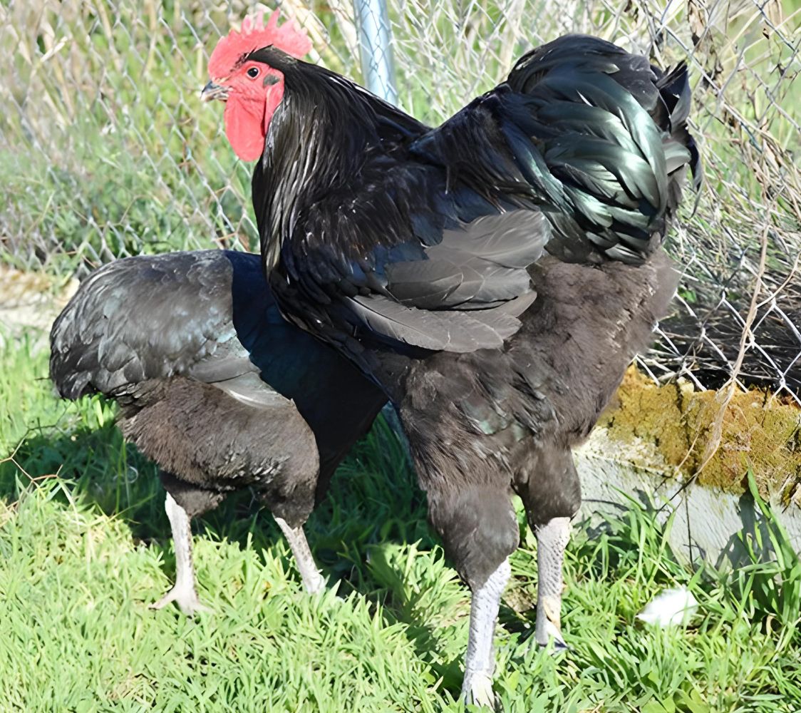 pareja gallinas de raza langshan negra	