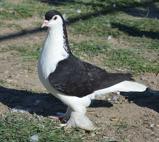 paloma raza lahore de color negro