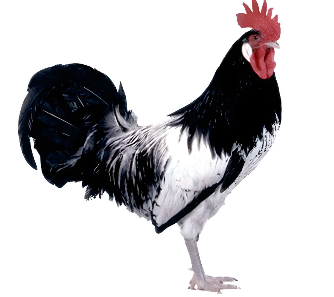 macho gallo lakenfelder	