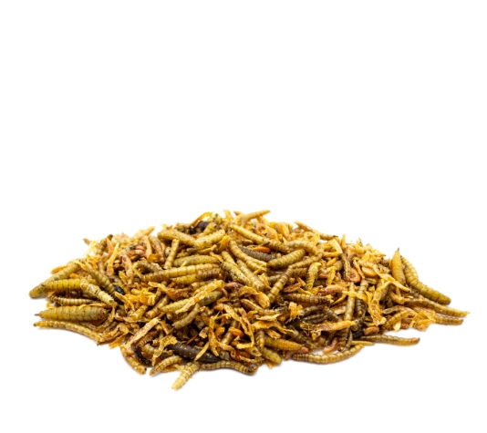 Insectos deshidratados