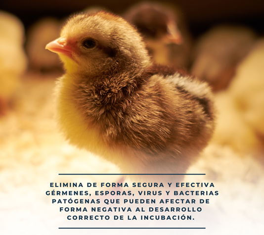 Ovaclean para desinfectar incubadoras