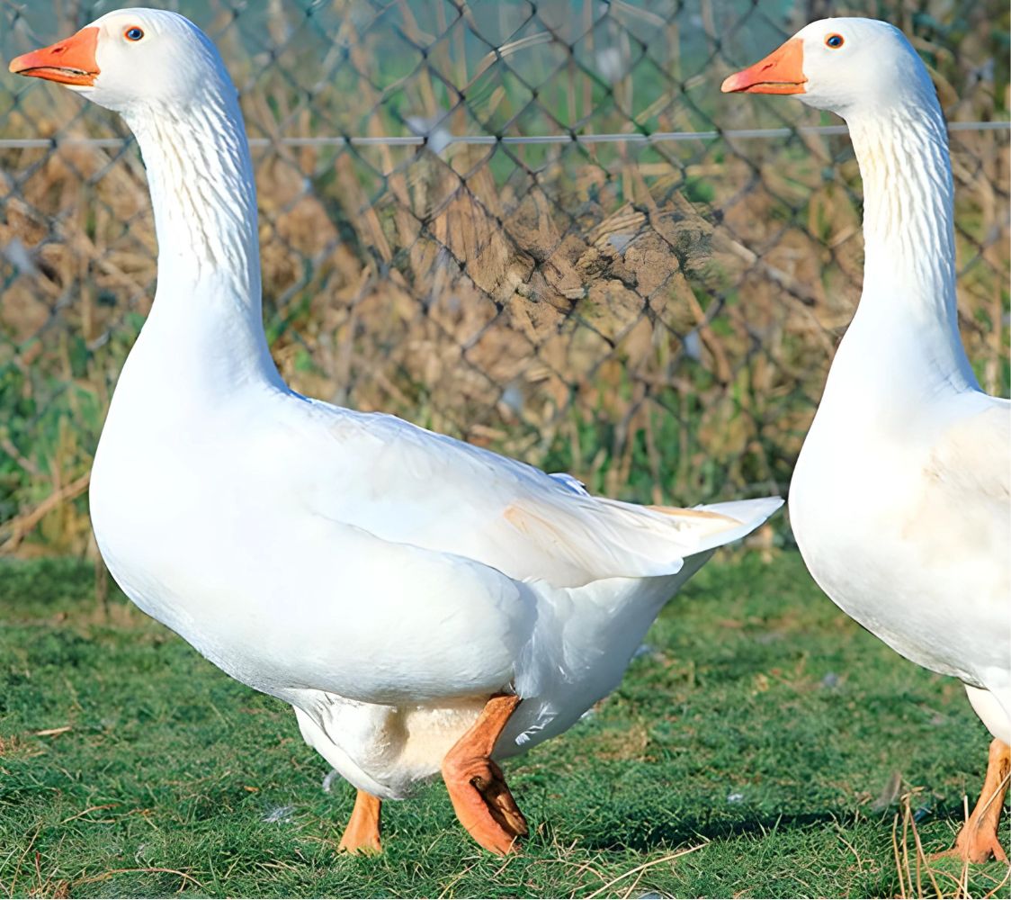 pareja oca domestica blanca	