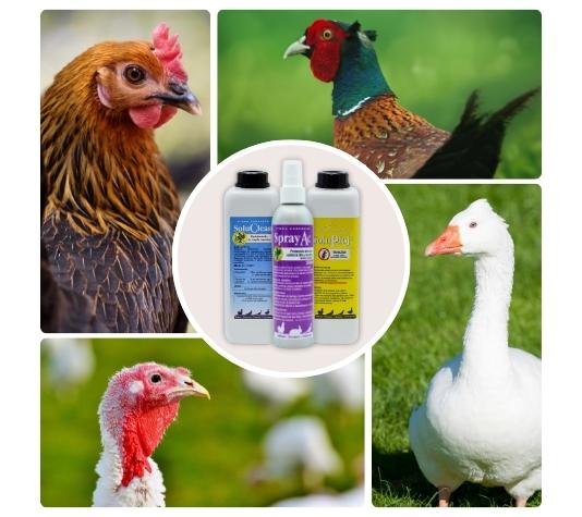 Ataca hongos, virus, bacterias y piojos en el gallinero