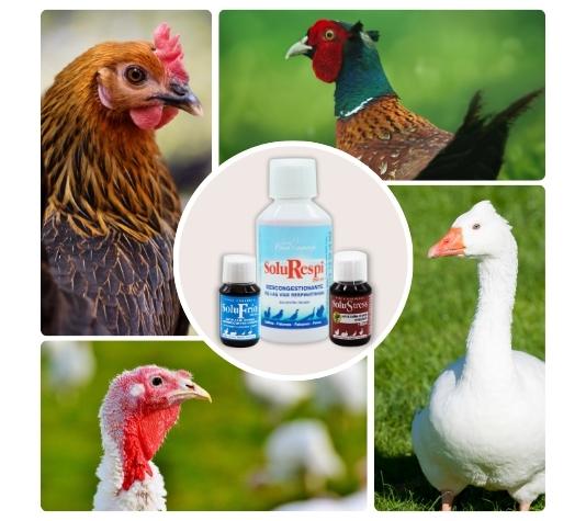 Previene el constipado en gallinas y otras aves de corral