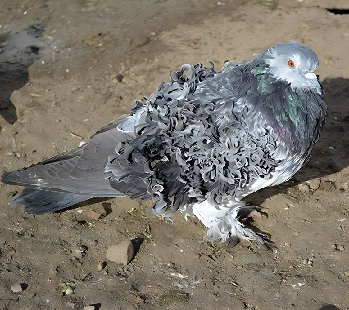 paloma con pluma rizada	