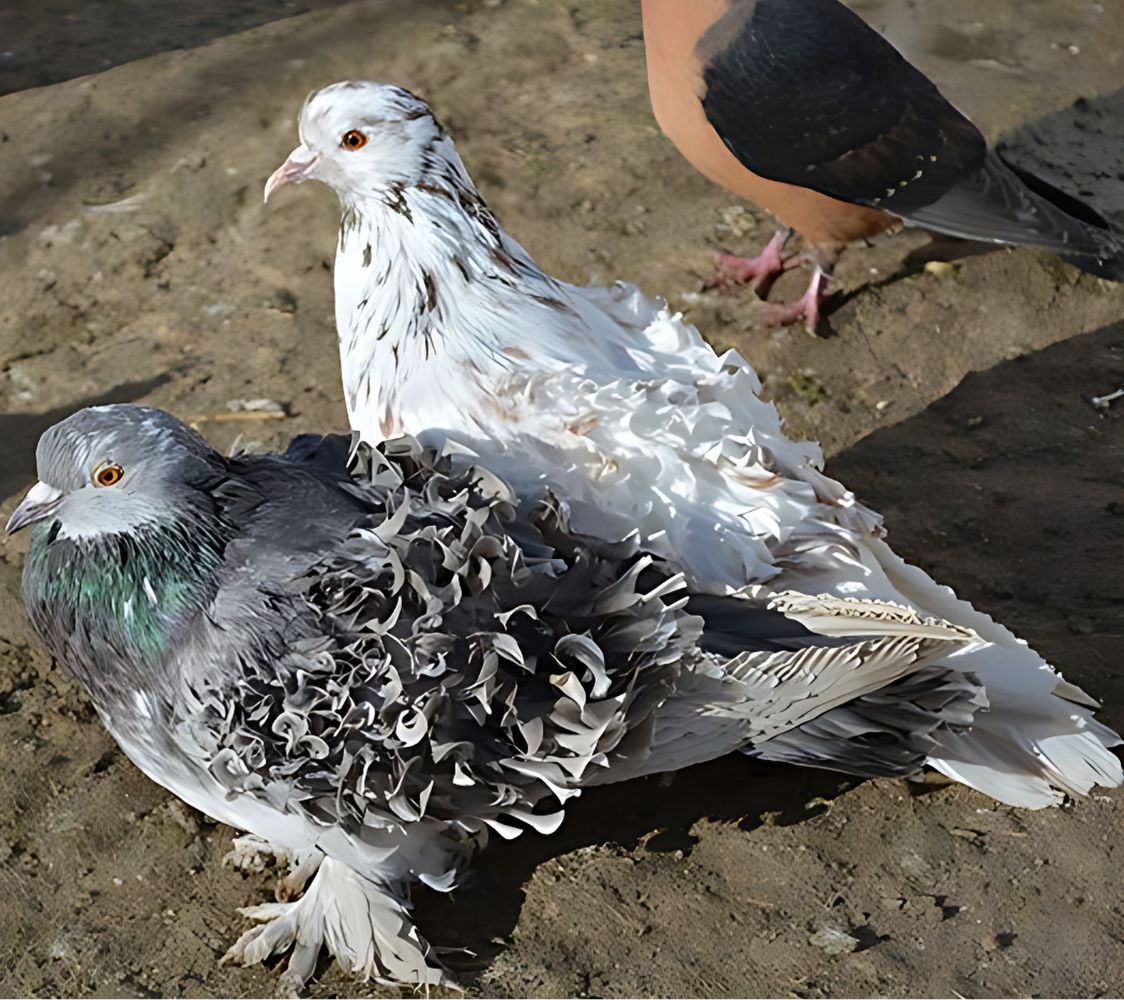 paloma rizada diferentes colores	