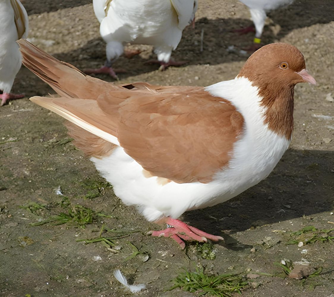 Paloma Strasser rojo	