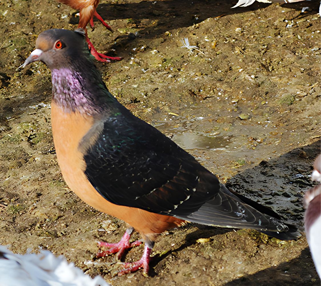 Paloma Arcángel dorado alas negras	