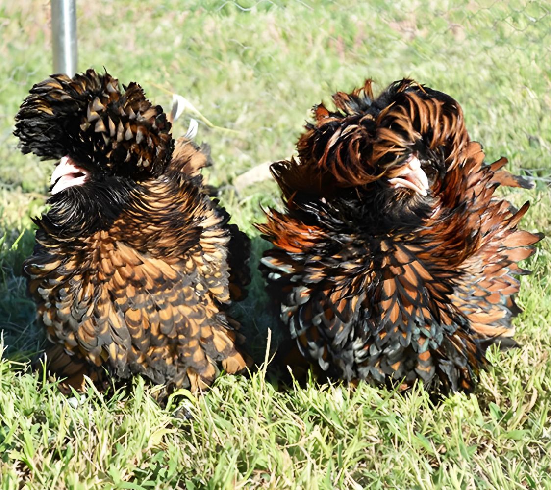 Pareja gallina Paduana dorada con pluma rizada	
