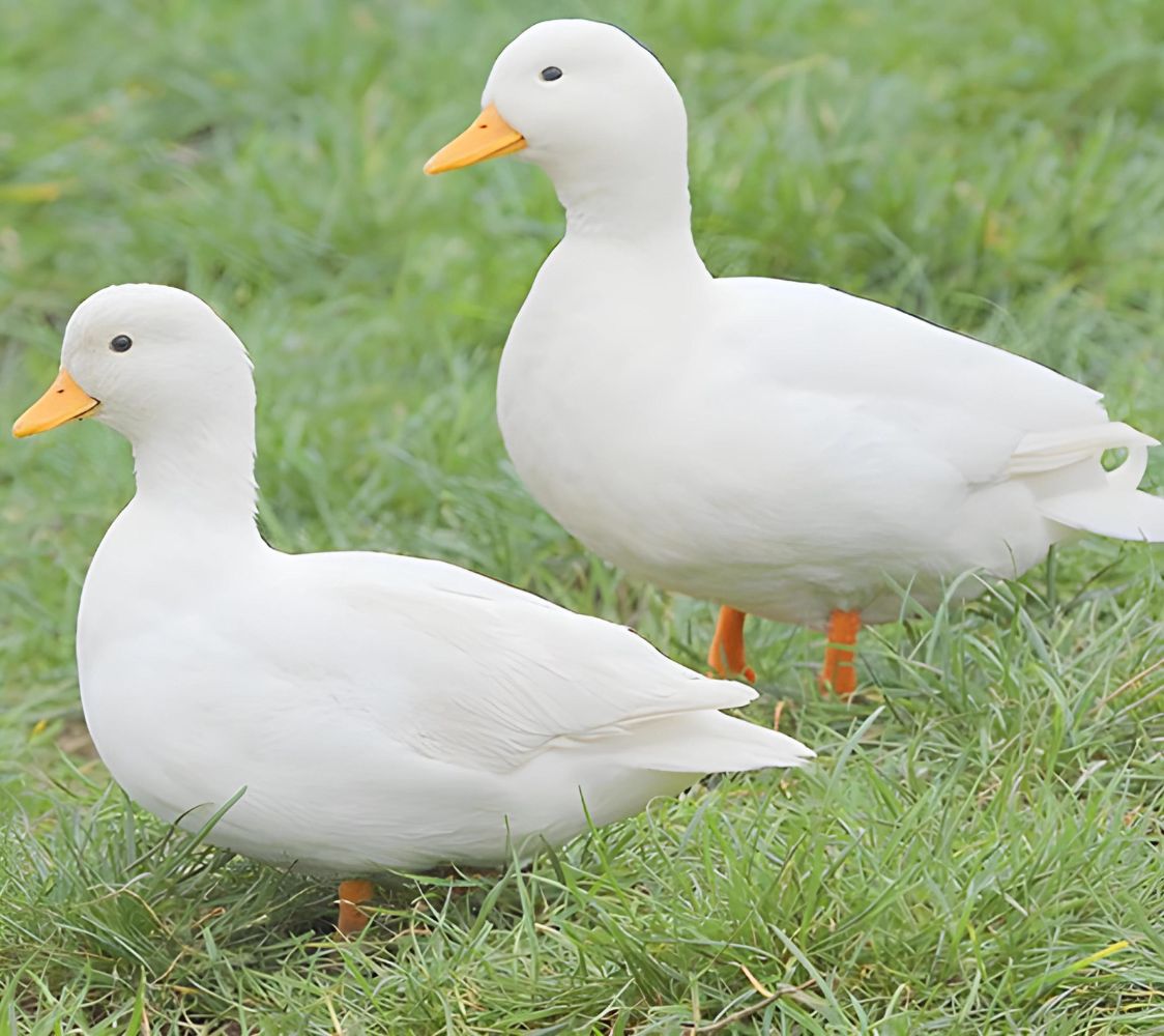 Pareja pato miñón blanco	