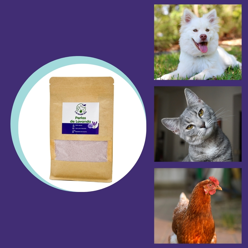 contribuye al bienestar de tus animales gracias al efecto calmante de la lavanda