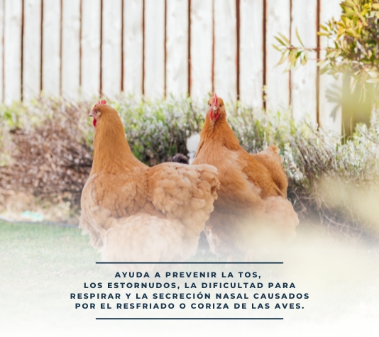 Producto natural contra el resfriado de las gallinas