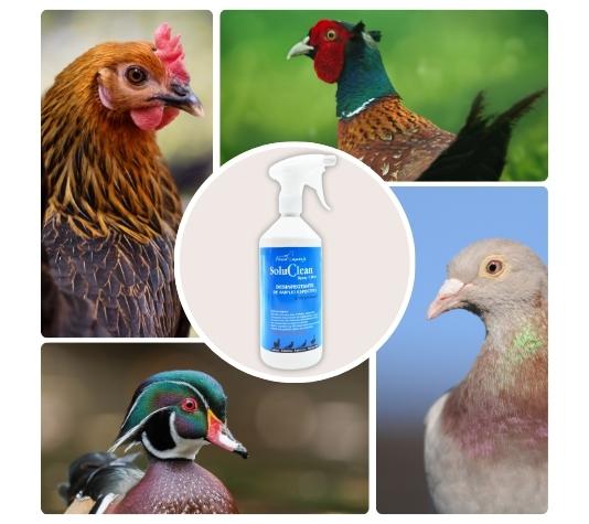 Producto de limpieza para gallineros