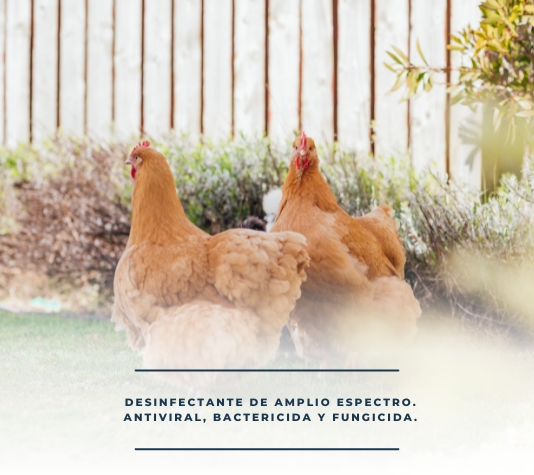 Limpiar y desinfectar el gallinero