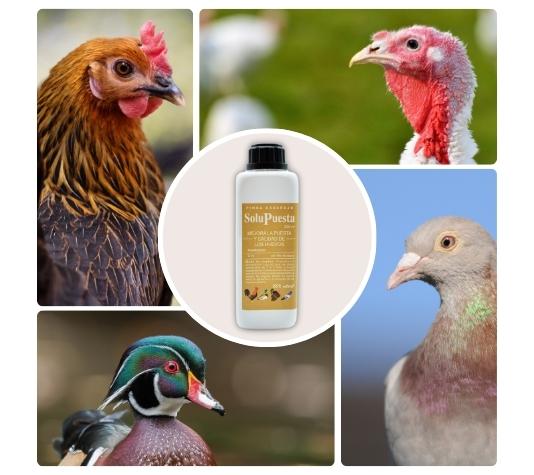 Favorece la puesta de huevos