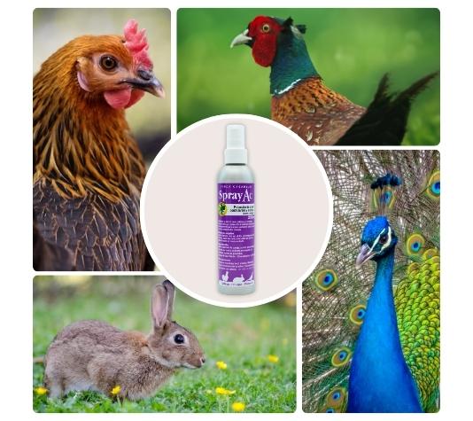 Tratamiento contra la sarna y las patas escamosas