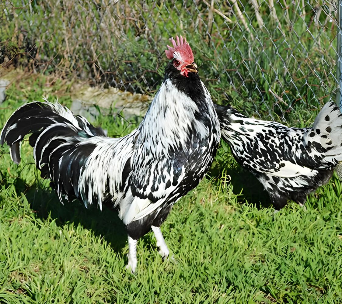 pareja turingia barbuda negro moteado	