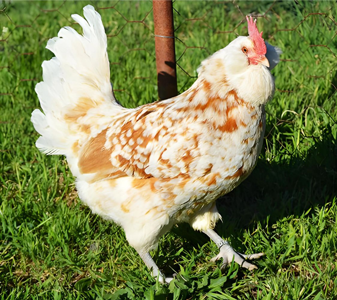 pareja turingia barbuda crema moteado	